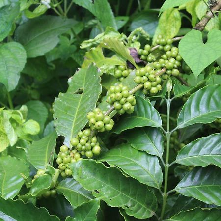 Whistling Woods Farm Stay Kushālnagar Zewnętrze zdjęcie