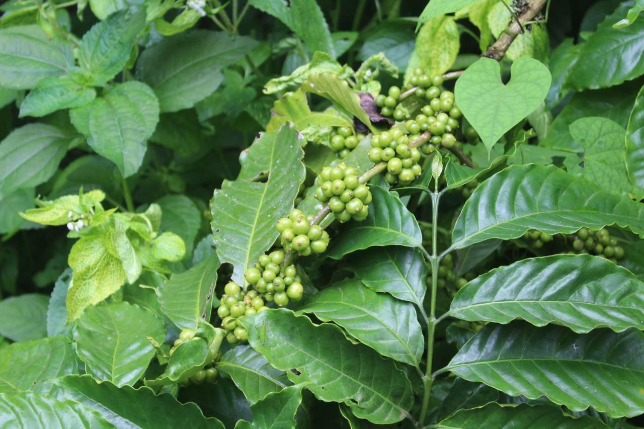 Whistling Woods Farm Stay Kushālnagar Zewnętrze zdjęcie