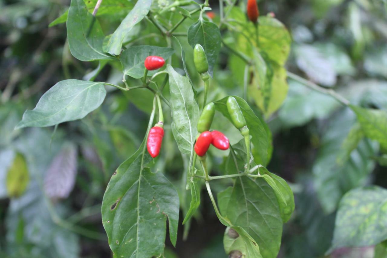 Whistling Woods Farm Stay Kushālnagar Zewnętrze zdjęcie